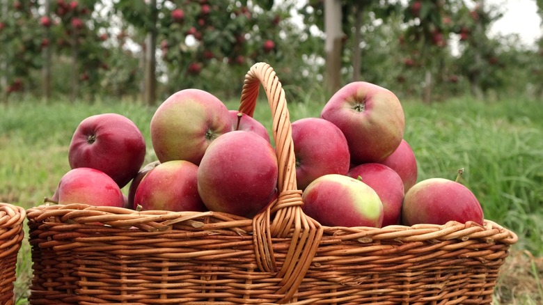 Basket of apples