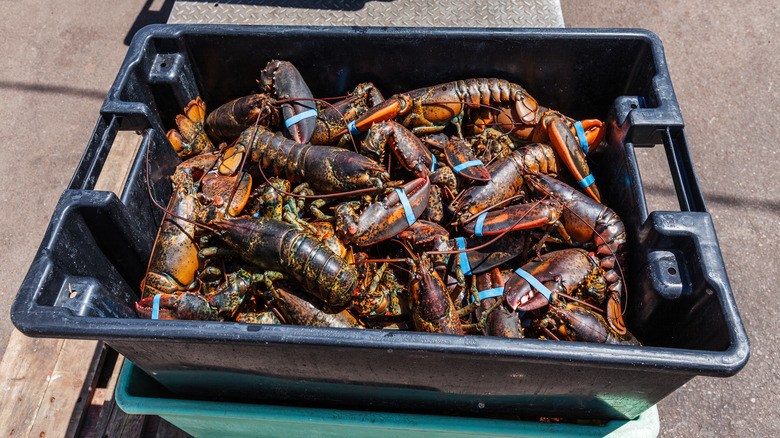 Lobster fishing