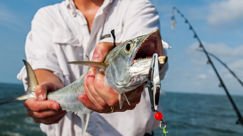 A Spanish mackerel