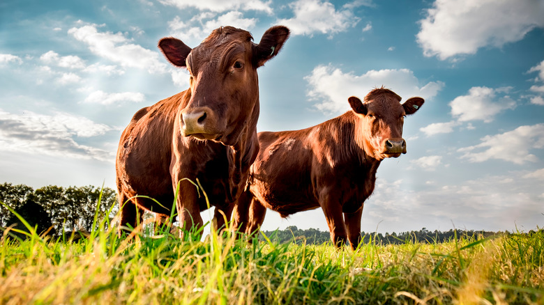 beef cattle standing in a field