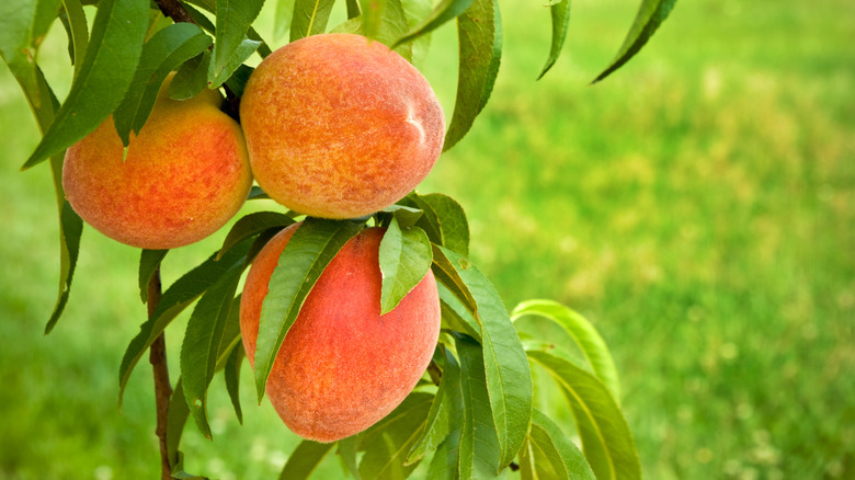 Three peaches on tree