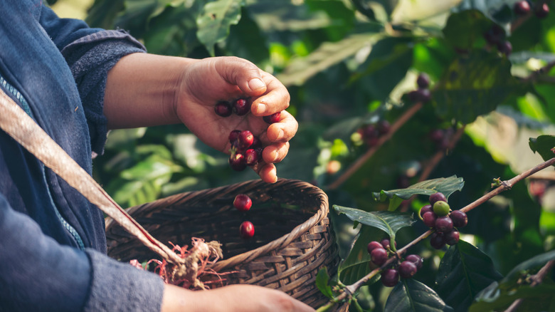 Harvesting coffee beans