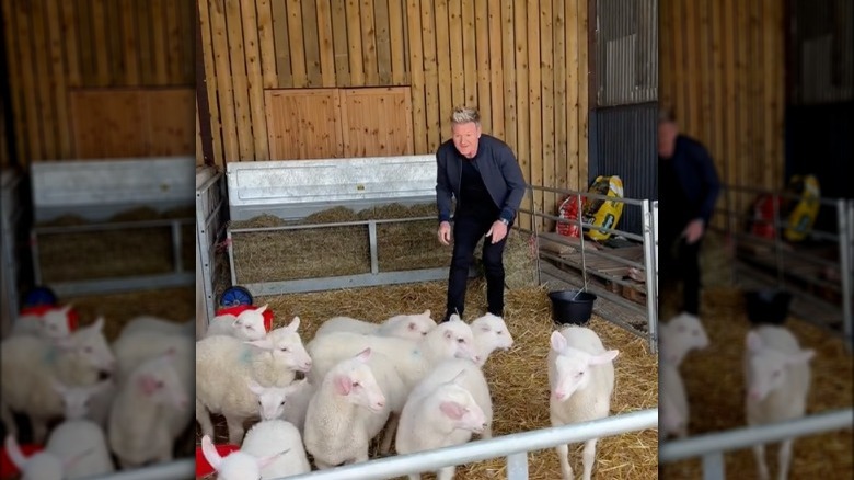 Gordon Ramsay in lamb pen