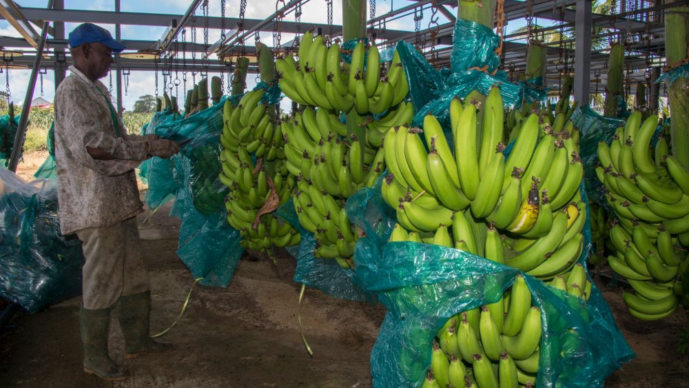 Banana plantation and worker 