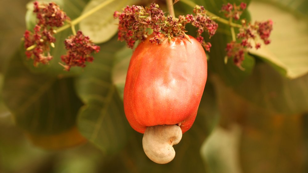 cashew apple tree