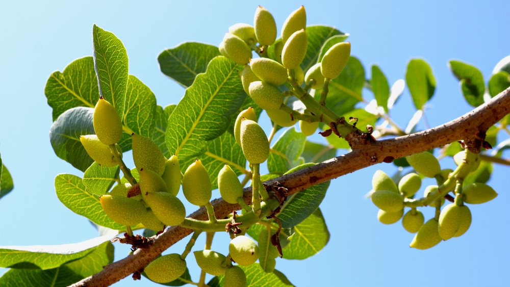 Pistachio nuts in a tree