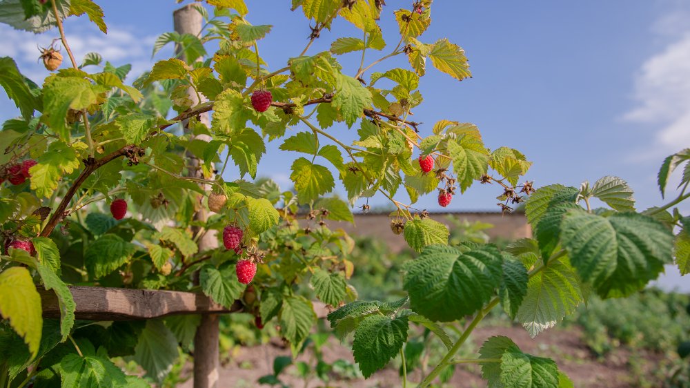 raspberry plants