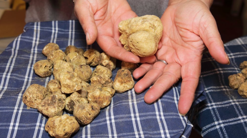 truffle hunting in a forest