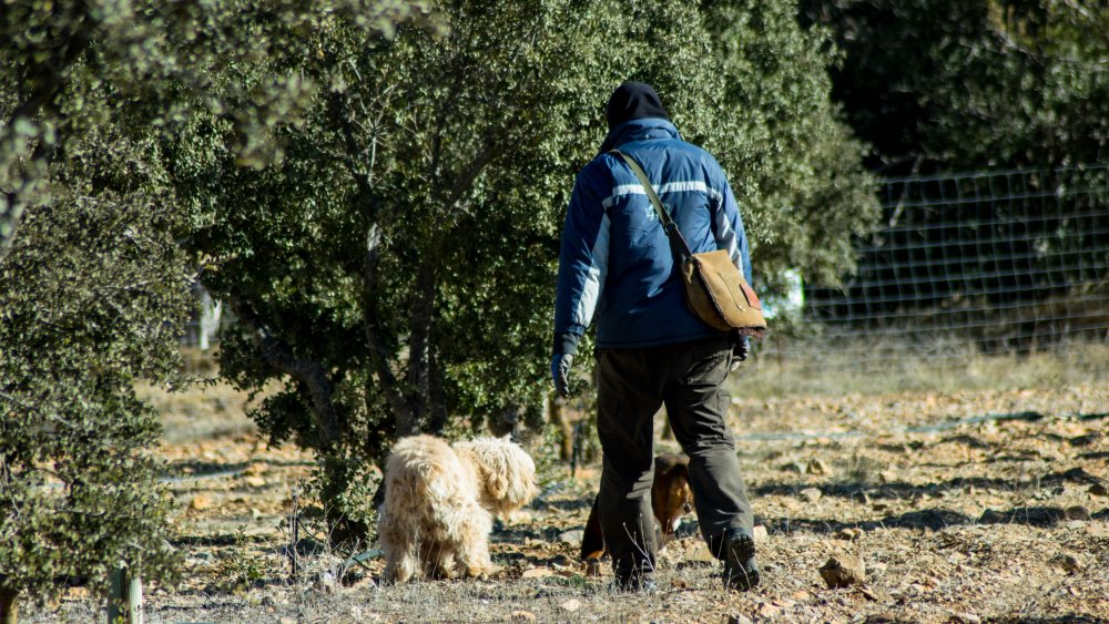 truffle hunter with his dog