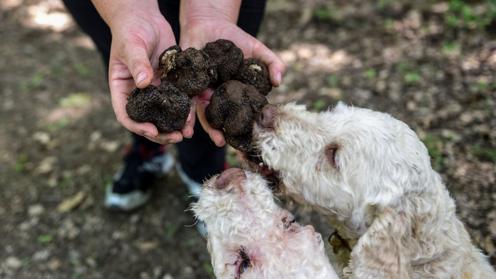 dogs sniffing black truffles