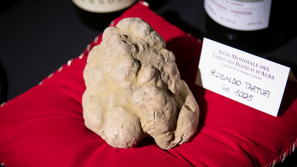 Alba White Truffle Auction