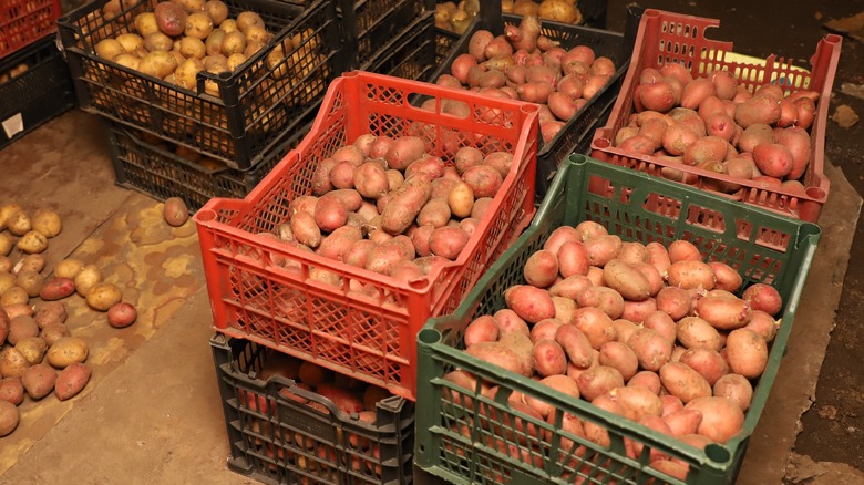 potatoes in a cellar