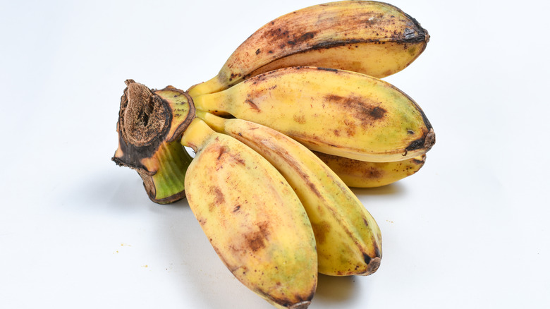 indigenous Philippine saba bananas