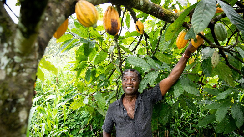 cacao farmer smiling at pods