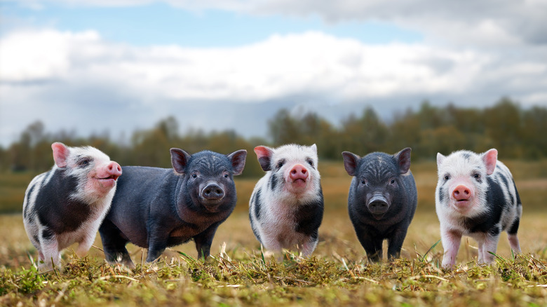 Piglets enjoying fresh air