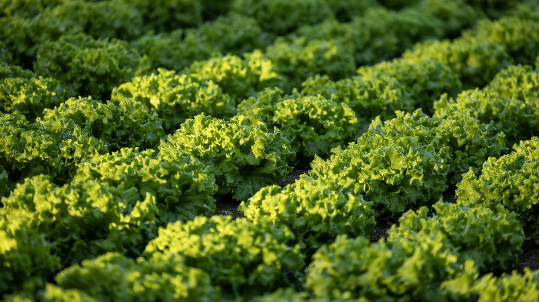 Lettuce growing in a field