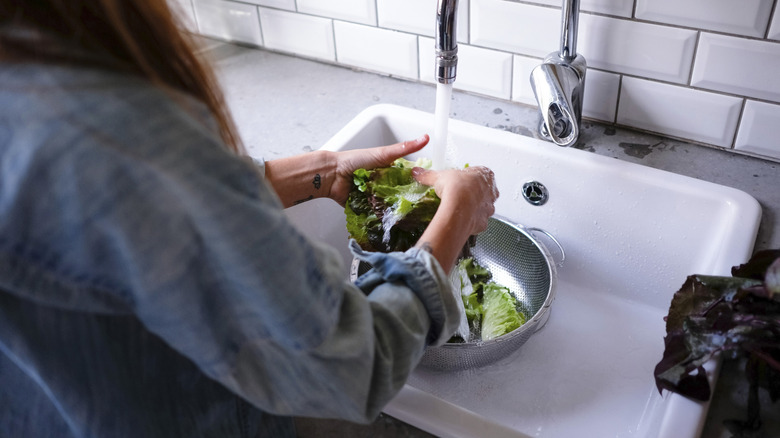 Person washing lettuce at sink