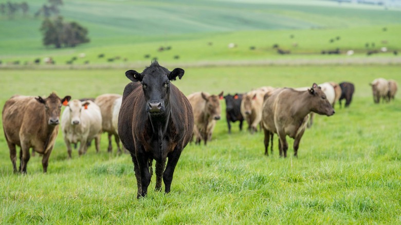 cows grazing on farmland