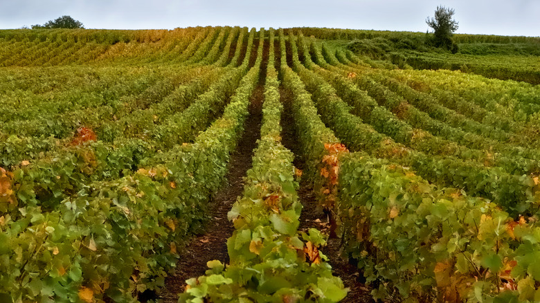 Green Champagne vineyard