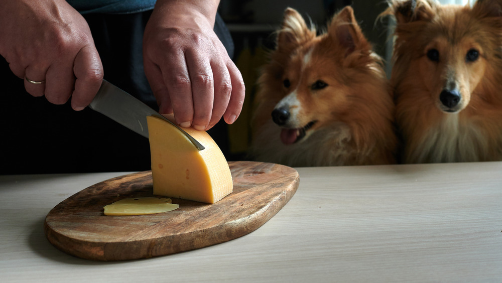 Slicing cheese with dogs in background