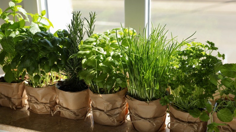 Herbs on a windowsill