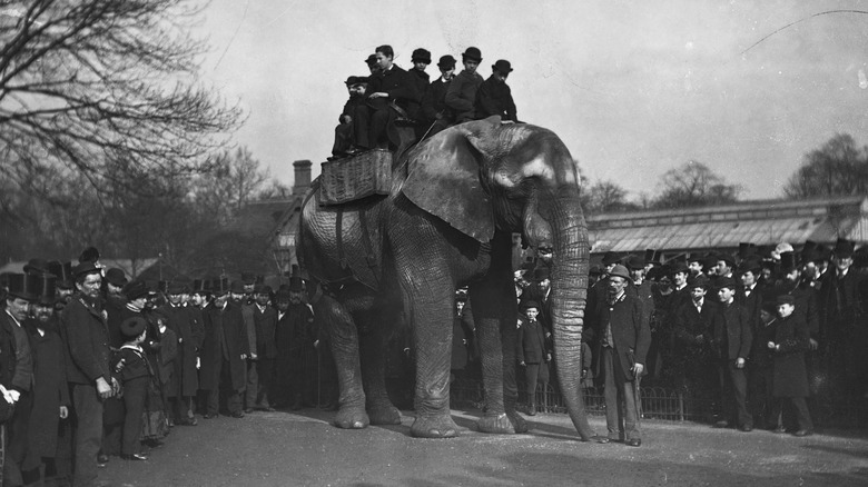 Jumbo the elephant with Barnum circus circa 1900