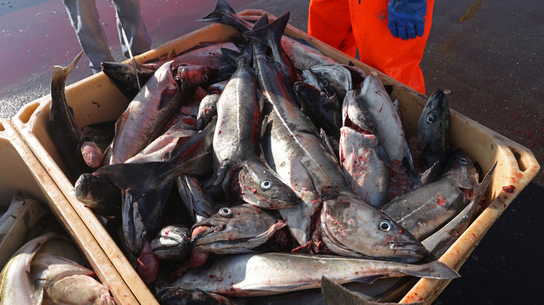 box of cod in Iceland