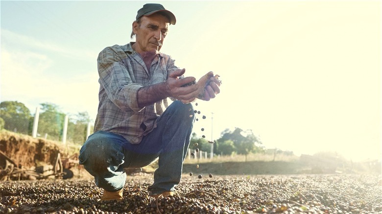 Crouching farmer loose coffee beans 