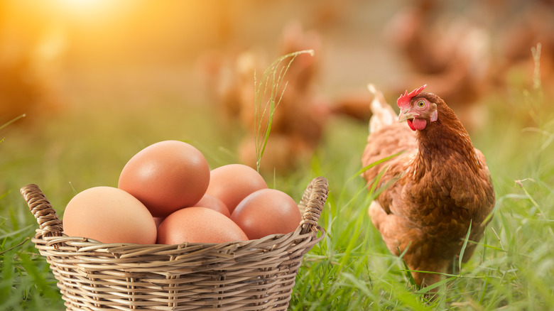 Brown eggs in basket near hen