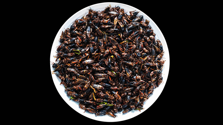 A bowl of fried crickets