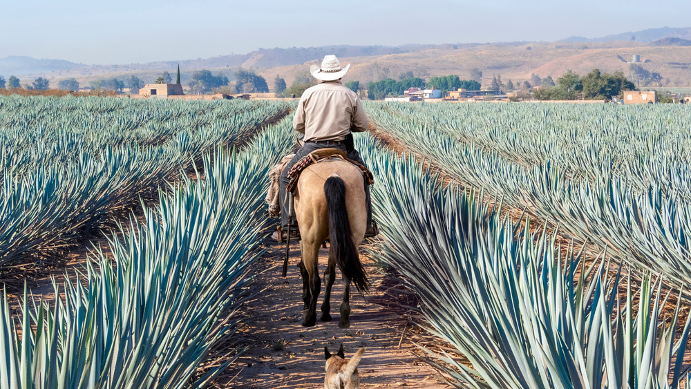 A farmer on his horse in agave field