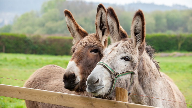 Donkeys at a farm