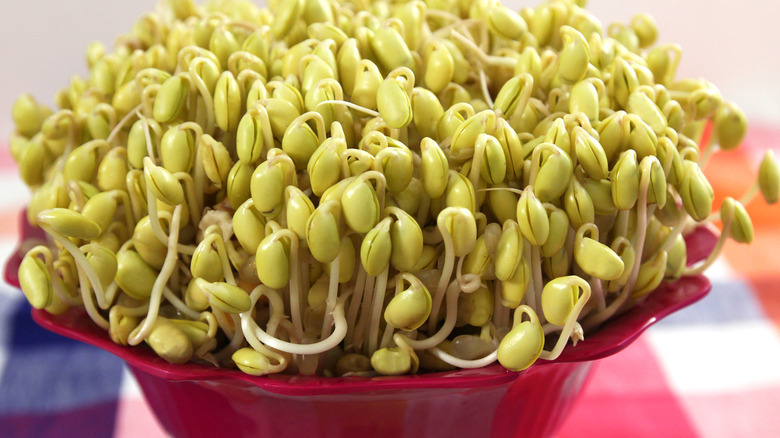 growing bean sprouts