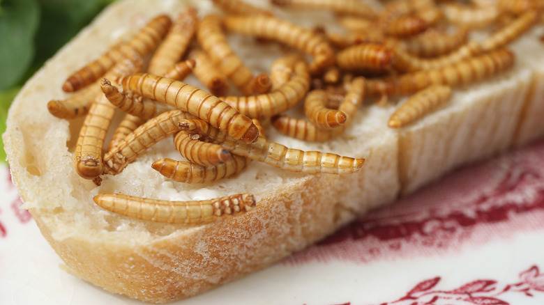 Mealworms on bread