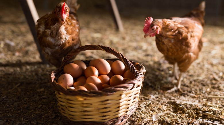 Hens and basket of eggs