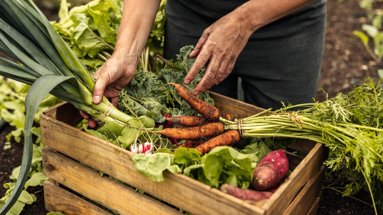 Person farming fresh vegetables 