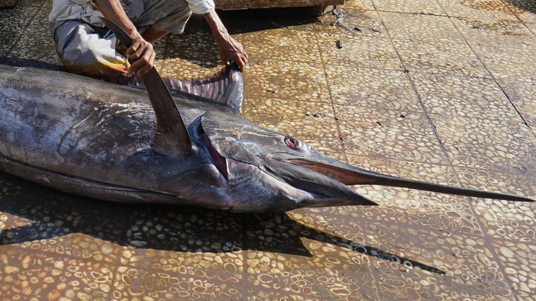 Person holding up swordfish