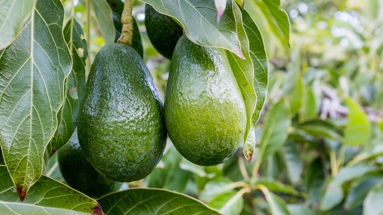 ripe avocados on tree