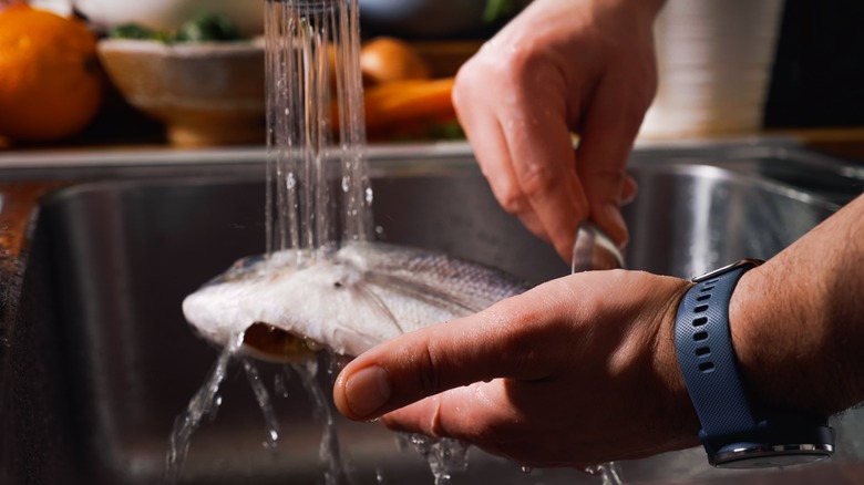 cleaning a fish in a sink