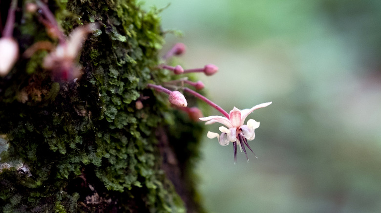 Cacao flower blossoming