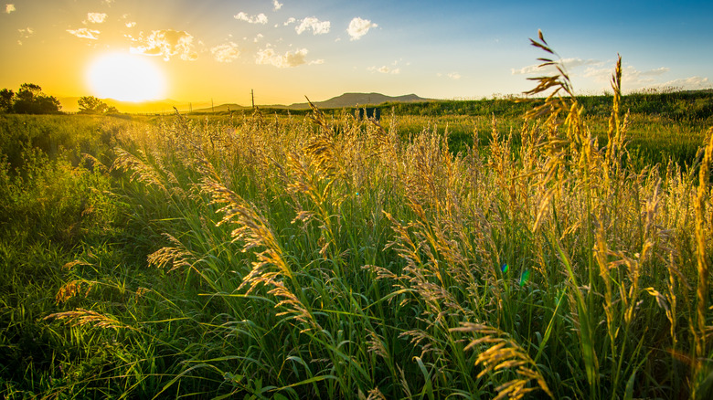 a wheat field