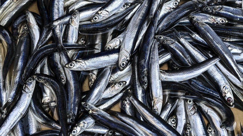 Pile of silver anchovy fish