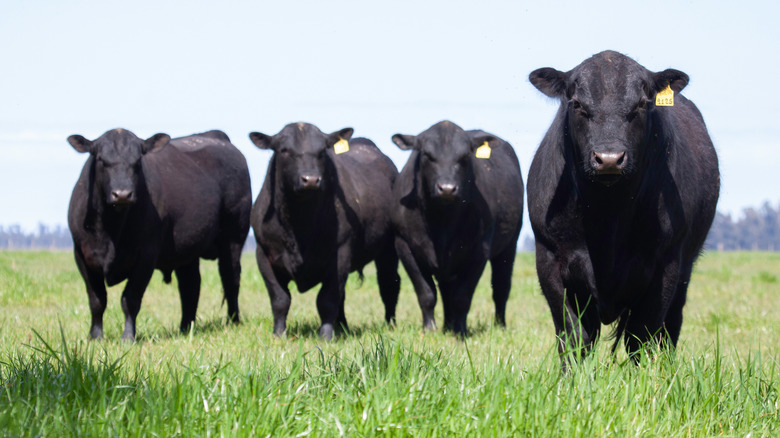 Aberdeen Angus cows in a field