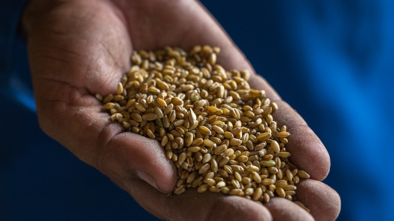 Farmer holding dried out grains