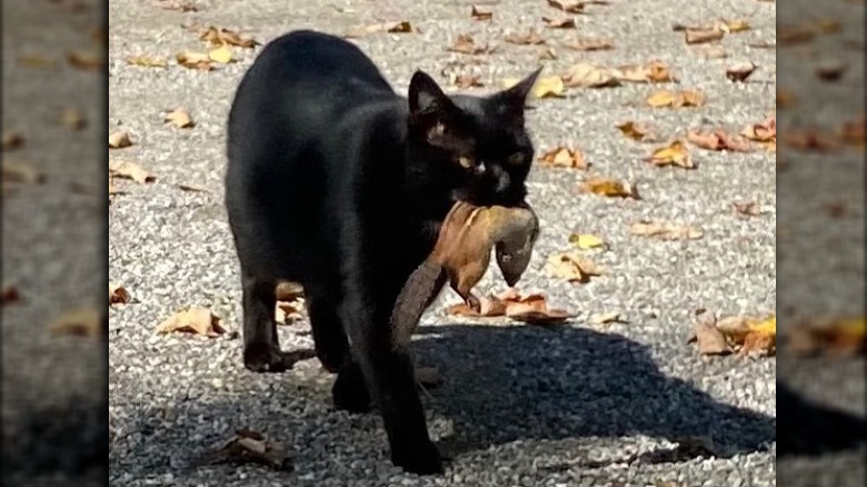 Martha Stewart's cat, Blackie