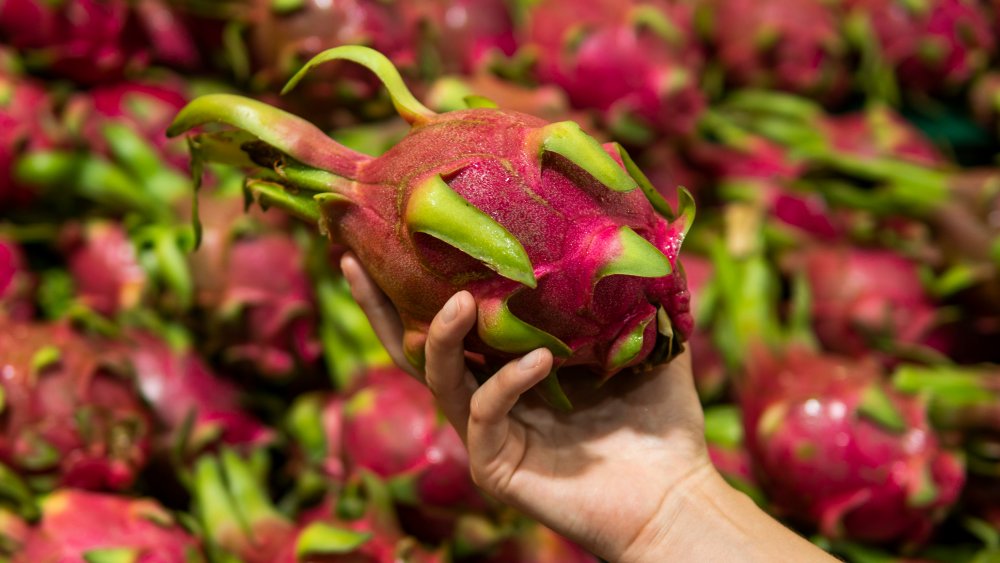 holding dragon fruit