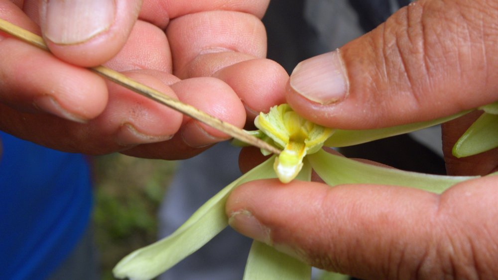 Hand-pollinating vanilla