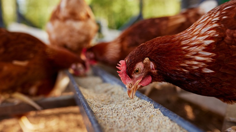 chickens eating feed