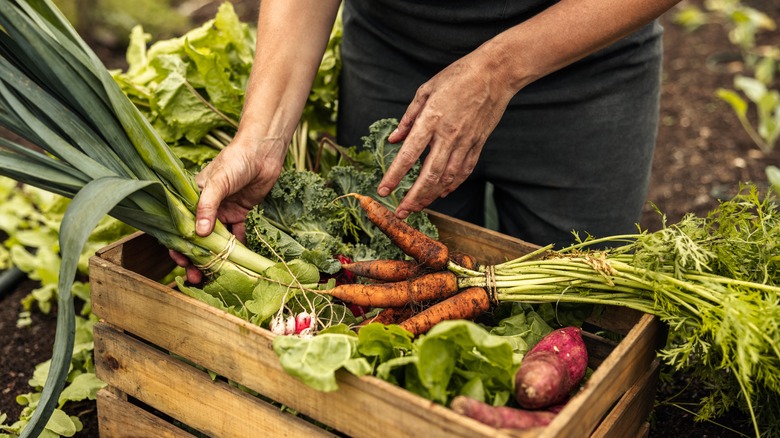 Wooden crate filled with freshly-harvested vegetables