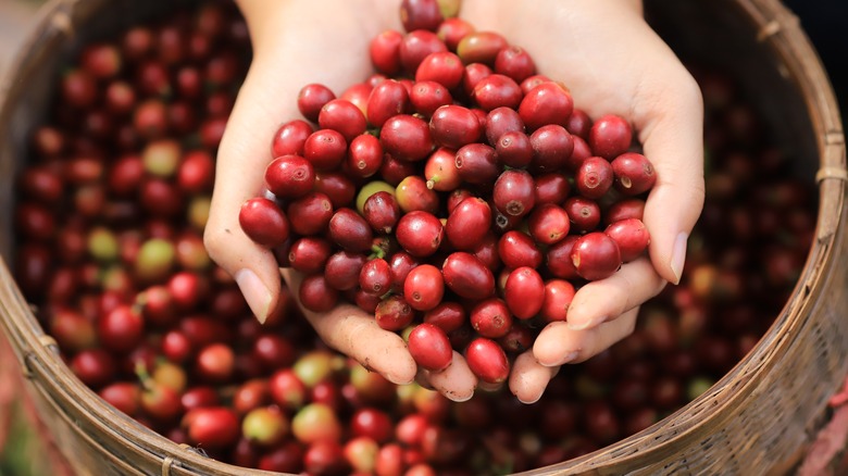 coffee beans held in hands